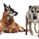 Canine Body Language:  Top 10 Non-Verbal Cues