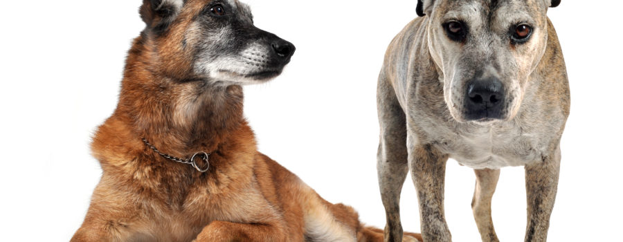 Canine Body Language:  Top 10 Non-Verbal Cues