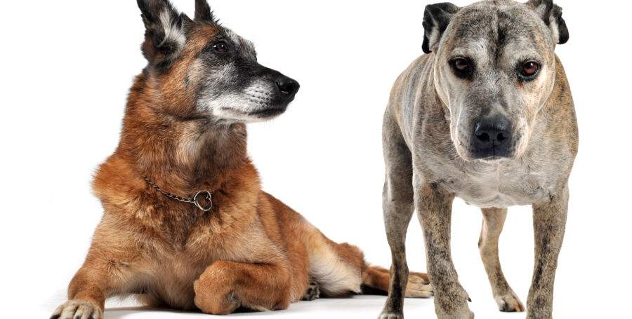 Canine Body Language:  Top 10 Non-Verbal Cues