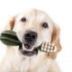 What You Need to Know About  Pet Dental Health