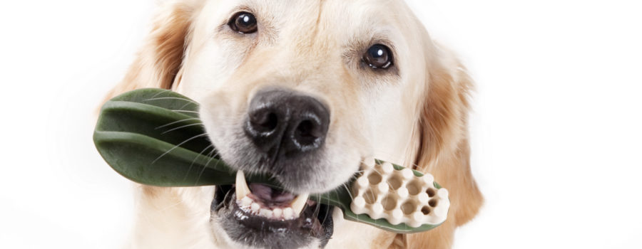 What You Need to Know About  Pet Dental Health