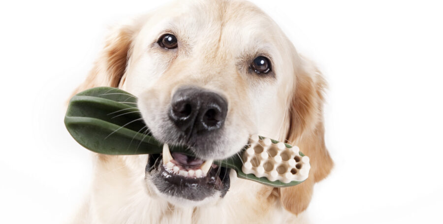 What You Need to Know About  Pet Dental Health