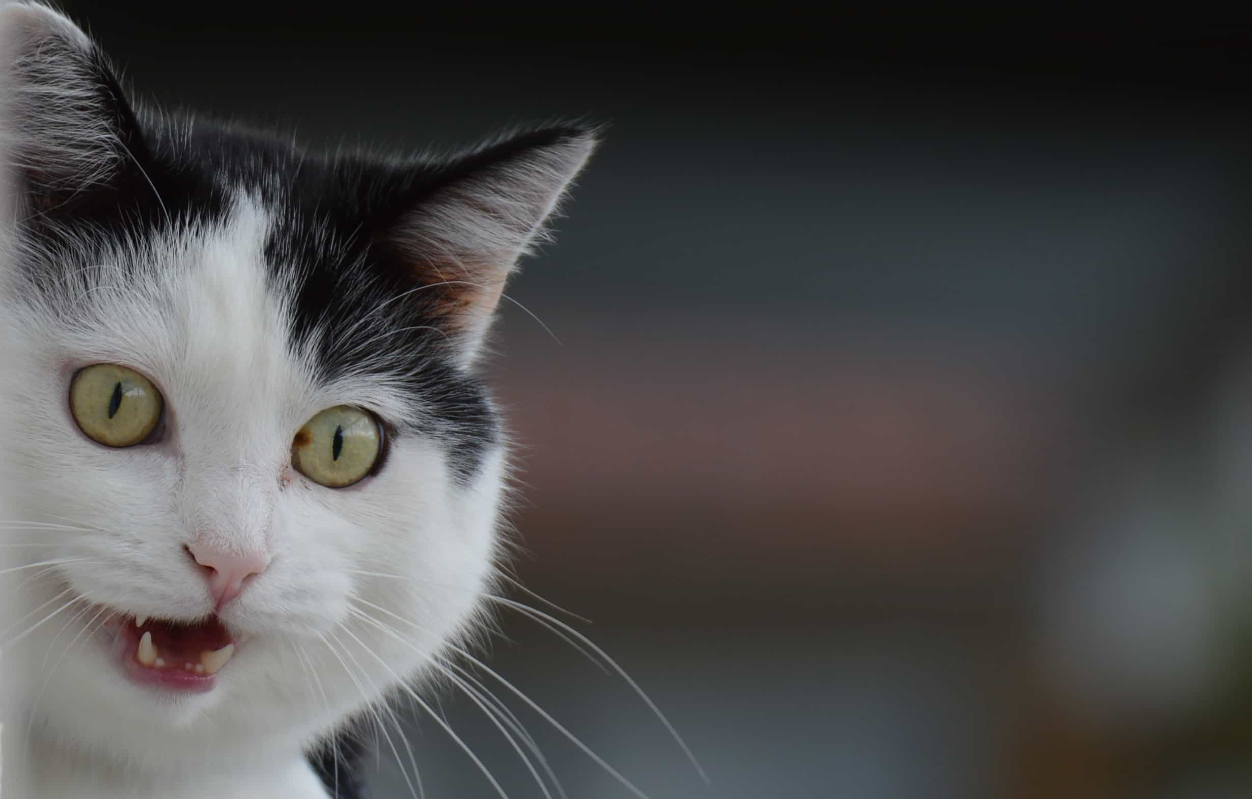49 Funny Cat Videos - The Pet Concierge