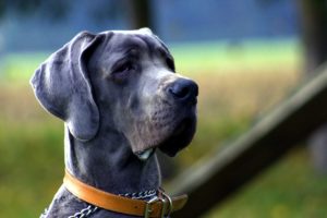 How to Care for a Dog with Arthritis