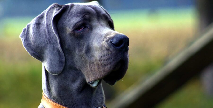 How to Care for a Dog with Arthritis