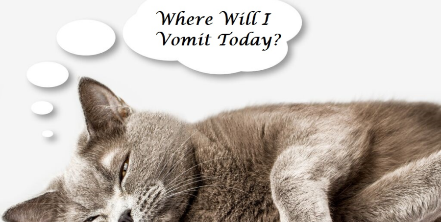 What You Need to Know If Your Cat is Vomiting