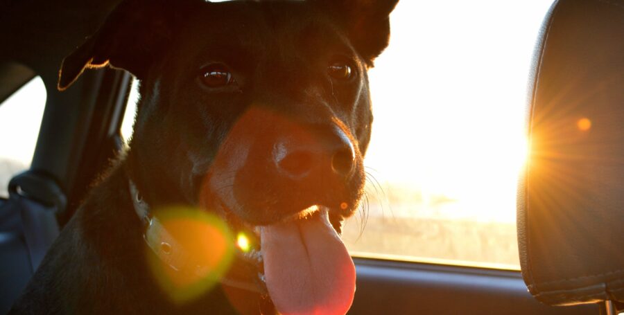 Should I Bring My Pet While Traveling?