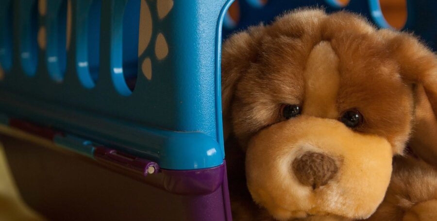 The Annual Exam: A Surefire Way to be a Responsible Pet Owner