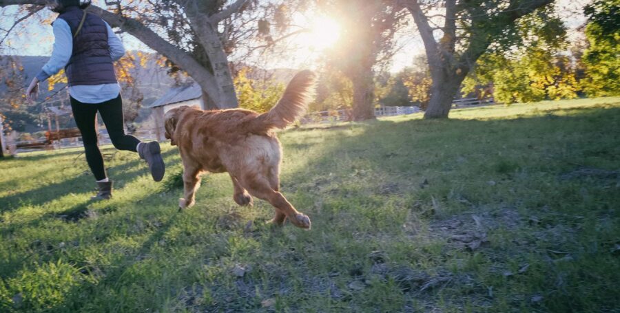 Pet Poop 101: What To Watch For