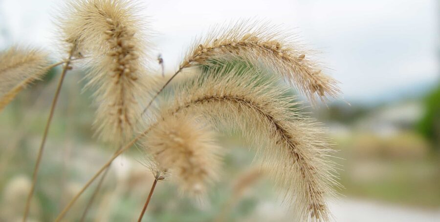 Seasonal Alert: Foxtails!