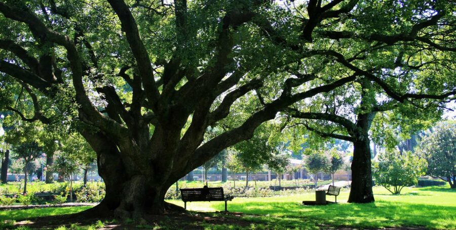 Worried About Your #CarbonPawPrint?