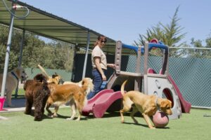 Pet Travel 101: Dog Boarding