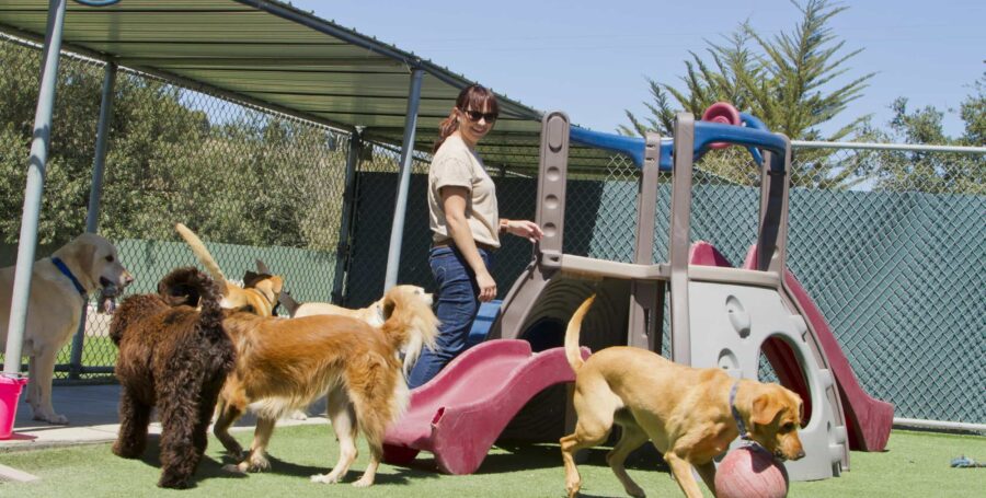 Pet Travel 101: Dog Boarding