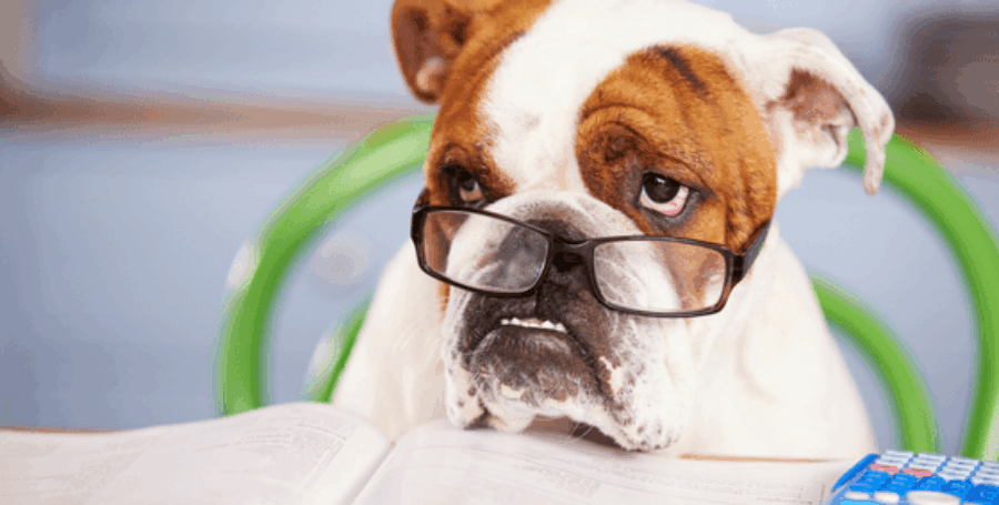 Deep Dive: Understanding Pet Insurance