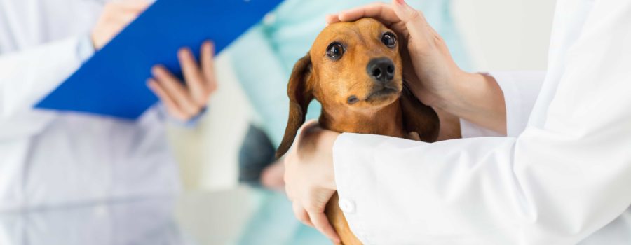 What to Ask When Choosing a Pet Insurance Plan
