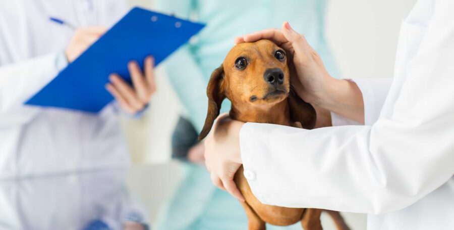 What to Ask When Choosing a Pet Insurance Plan