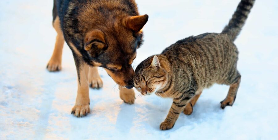 How To Socialize Your Cat