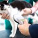 Why You Should Microchip Your Pet