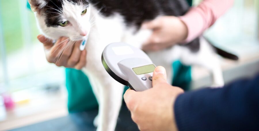 Why You Should Microchip Your Pet