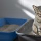 What to do When Your Cat Won’t Use Their Litterbox