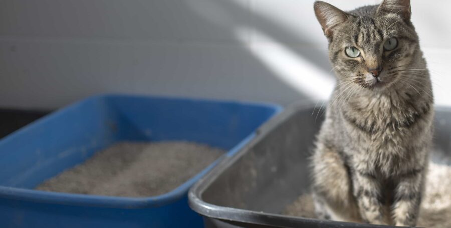 What to do When Your Cat Won’t Use Their Litterbox