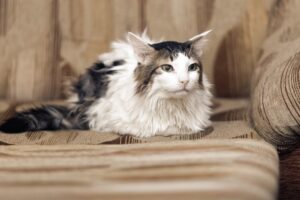 Holiday Safety Tips: Petfriendly Parties