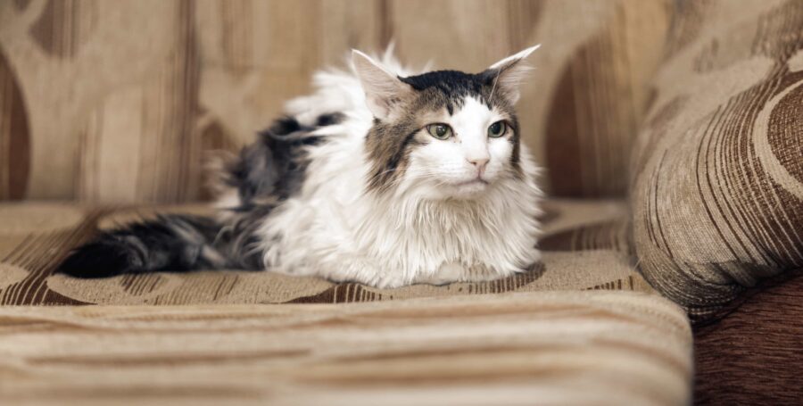 Holiday Safety Tips: Petfriendly Parties