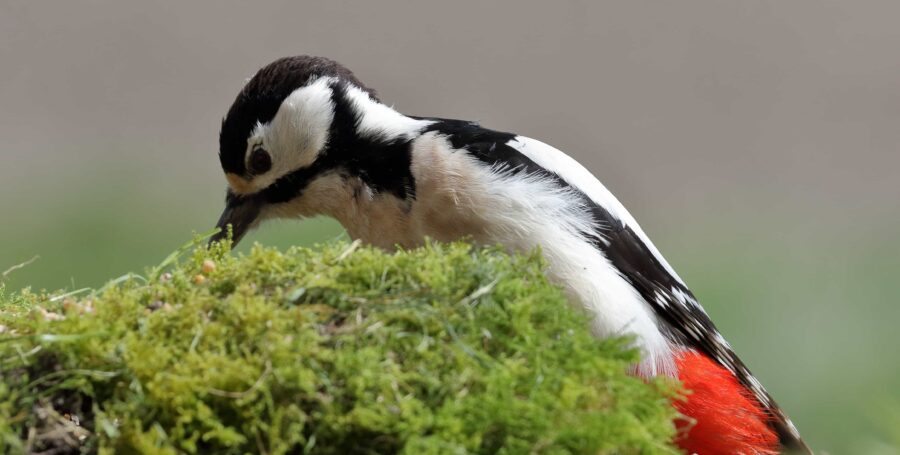 DIY: Foraging Toys for your Bird