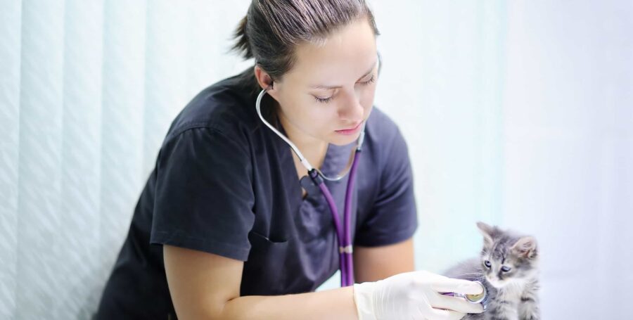 13 Signs of a Veterinary Emergency