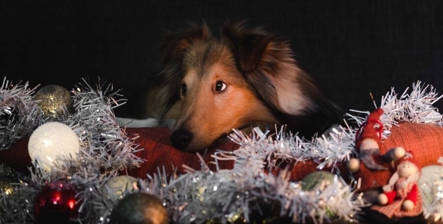 Holiday Safety Tips: Petproof Your Pad
