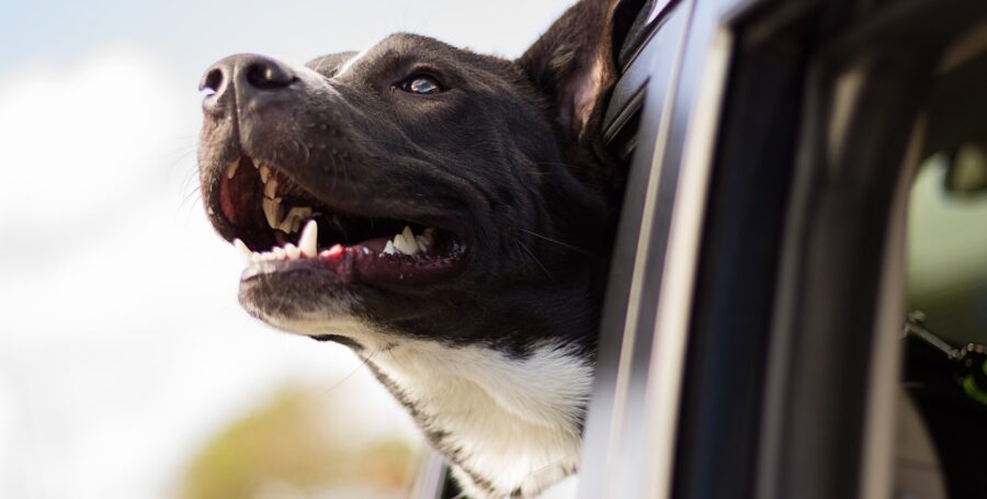 Healthy Teeth Means Healthy Pets!