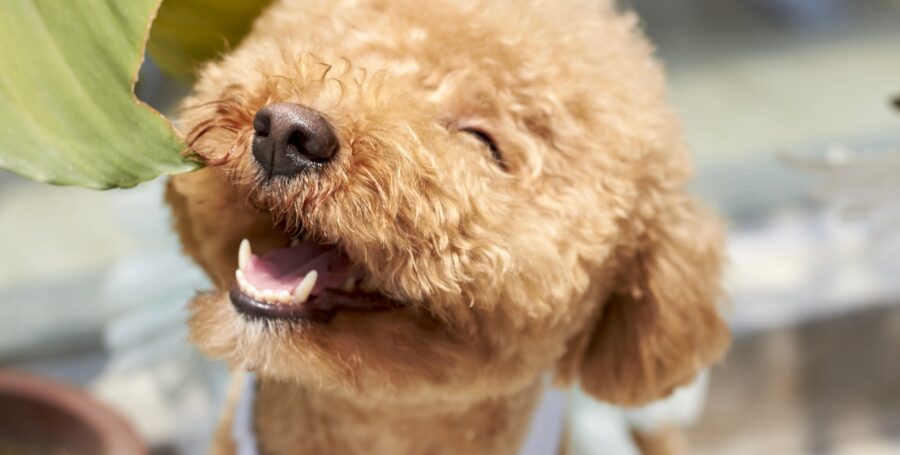 Tips for Establishing a Daily Brushing Routine