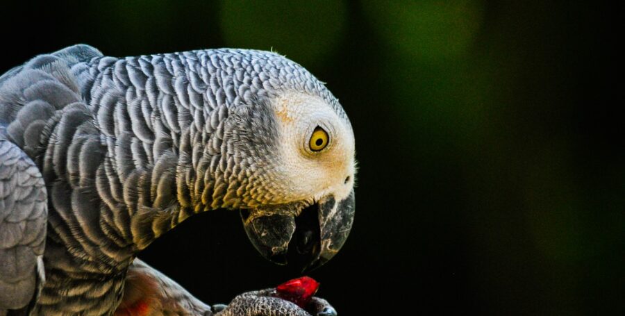 How to Feed Your Bird a Balanced and Nutritious Diet
