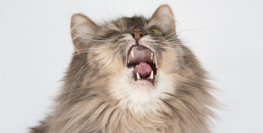 Allergy Testing and Allergy Shots (Part 2 of 2)