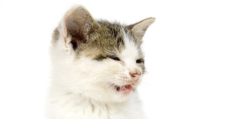 How to Detect and Treat Allergies in Pets (Part 1 of 2)