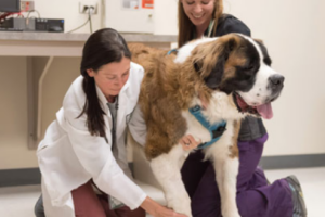 New Strides in Cannabis Research for Veterinary Patients