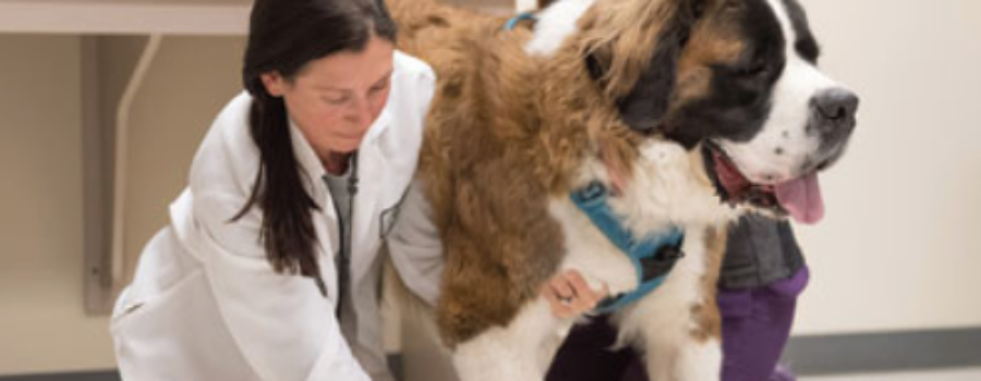 New Strides in Cannabis Research for Veterinary Patients