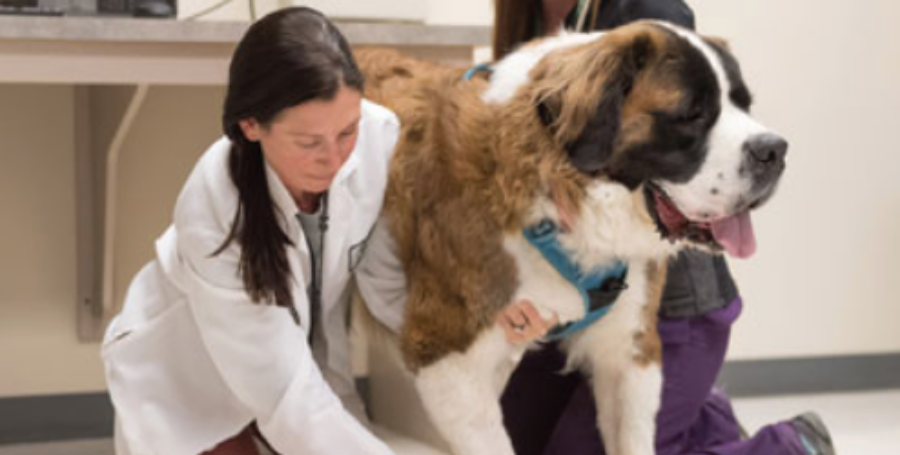 New Strides in Cannabis Research for Veterinary Patients