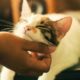 5 Ways to Bond with Your Cat