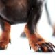 Paw Chewing in Dogs: Common Reasons & Solutions