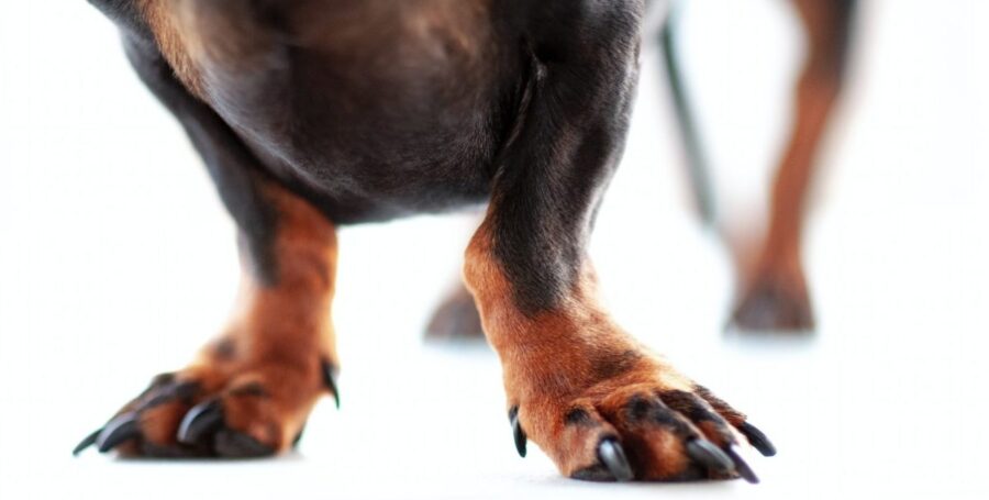 paw chewing