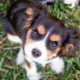 House Training: Tips for Puppy Training
