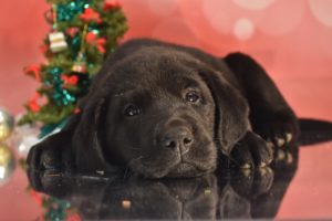 dog holiday guide