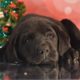 The Dog Holiday Guide