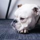 7 Ways to Prevent Boredom in Dogs