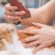 Cat Grooming Tips From the Pet Concierge