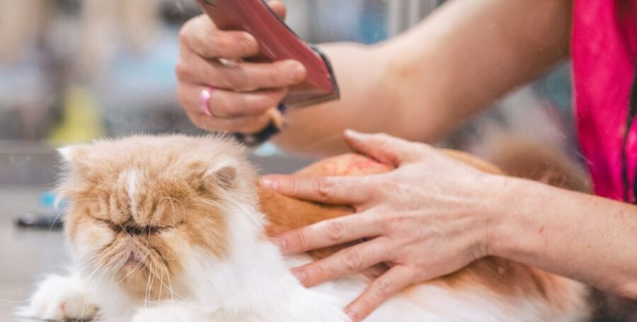 cat grooming tips