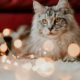 A Cat’s Holiday Guide