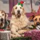 Top 5 Gifts for Dogs This Holiday Season