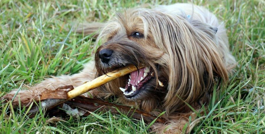 dog dental care
